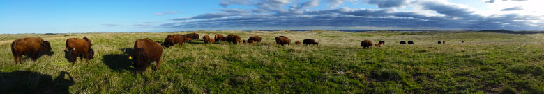 Black Kettle Buffalo herd