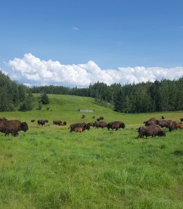 Buffalo Herd