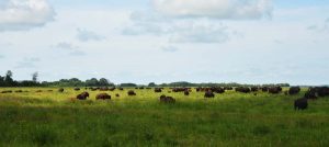 Beldon Bison Ranch