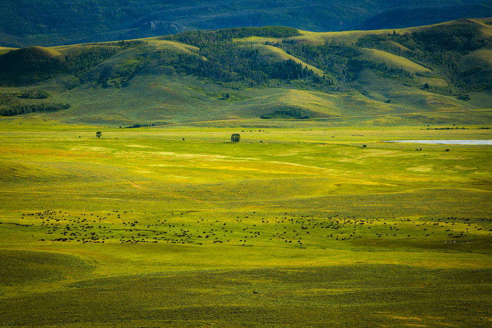 Bison Herd