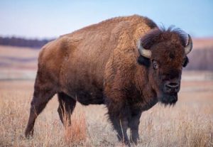 Lone Peak Bison Preservation