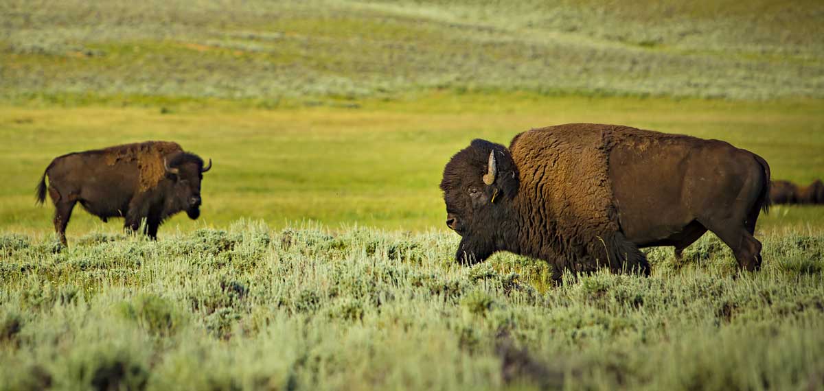 About Bison photo