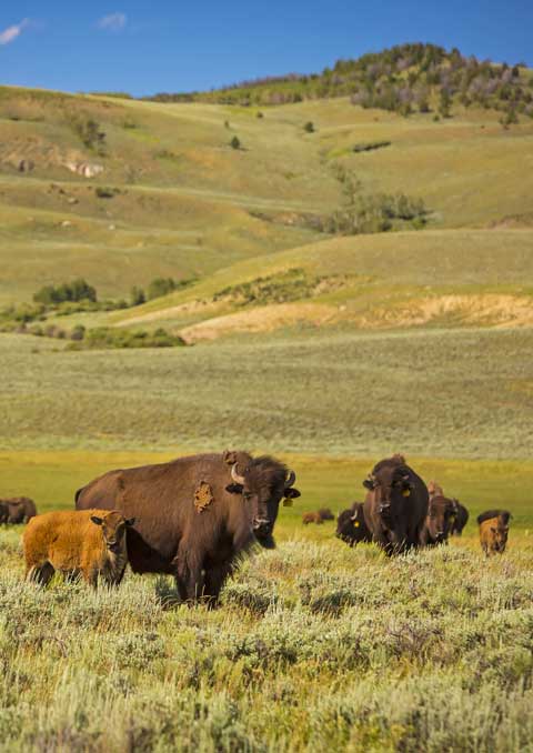 Bison Welfare