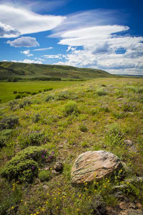 Sustainability of Bison Ranching